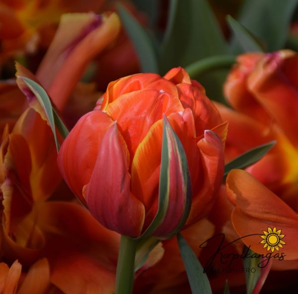 Myöhäinen kerrottu tulppaani Myöhäinen kerrottu tulppaani